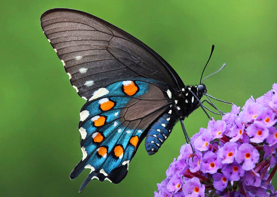 Wonder__Facts's tweet photo. Butterflies can taste with their feet! Their taste receptors are located on their feet, allowing them to land on plants and immediately know if it’s suitable to lay eggs or provide food. https://t.co/uLUg6FZ2I7