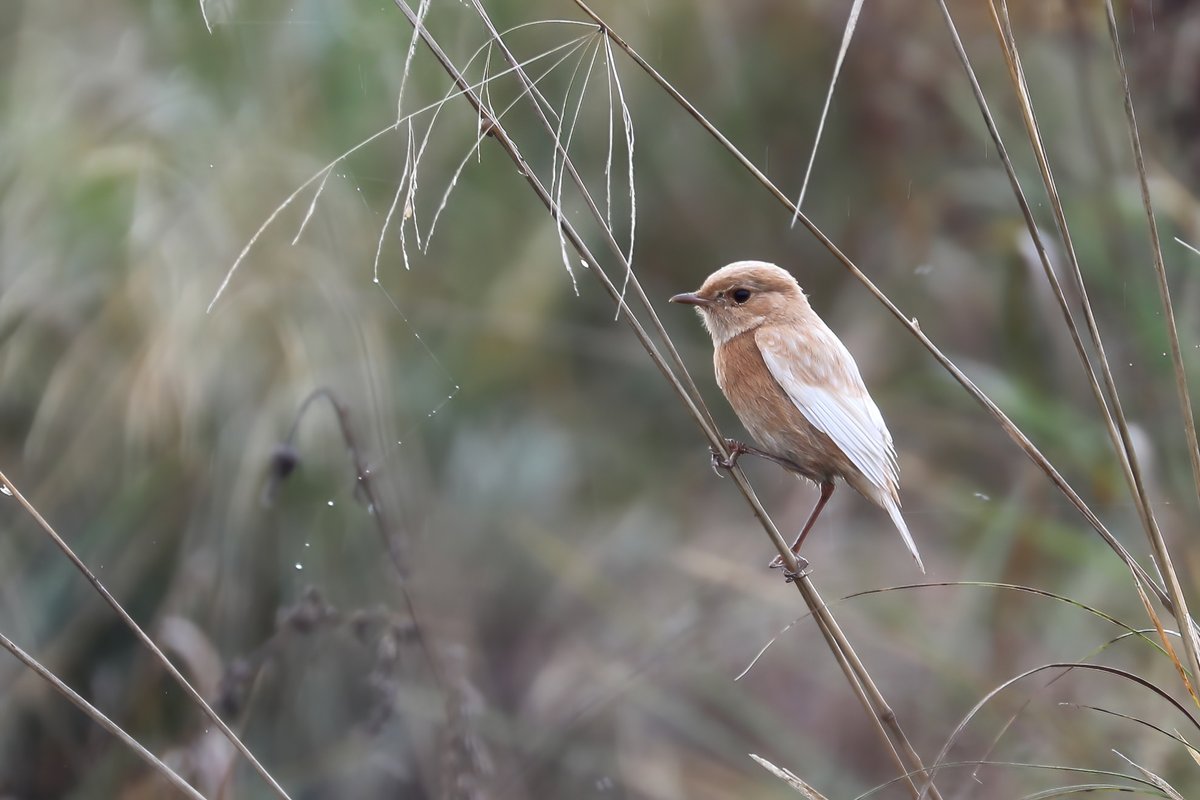 Our 'ghost' Stonechat on Staines Moor at the moment. Notice how ragged those weaker leucitic feathers are.