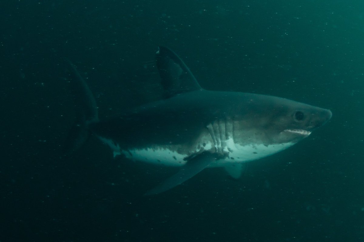 Jeremy Roberts tweet media