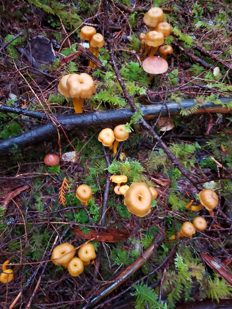 Craig Orr tweet media