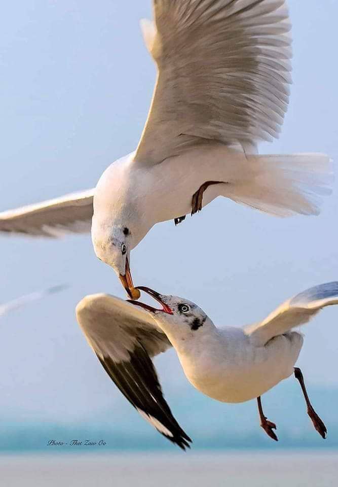 العطاء🤍
      هو العطر الذي يملأ العالم بعبق الحب و الرحمة.
      هو حجر الأساس في بناء علاقة قوية
      و خاليه من النفاق مع الناس.
العطاء
      هو أن تمنح دون مُقابل.
العطاء يُزهر قلب الإنسان و ينيرهُ.
      من اراد أن يتذوق السعادة فليجود بالحب و المال.
      لا يستحق الحياة