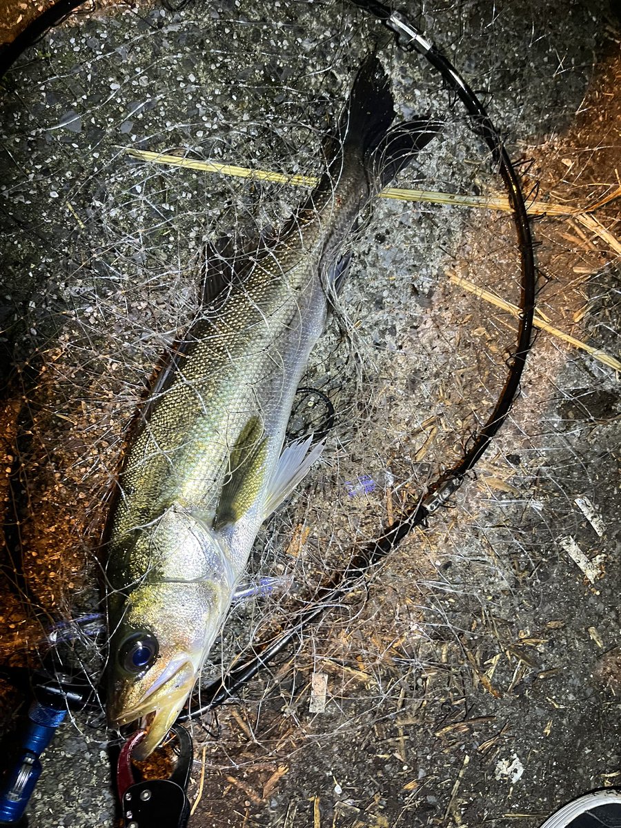 pyonpyonwt's tweet image. ハマヨコアジング
ボトムズル引き卒業！カウントダウン練習したらそこそこ釣れるようになりました！
チビバーニーが豆あじ最強かも？w
シーバス(おまけ)はアジの泳がせ。。。

#アジング