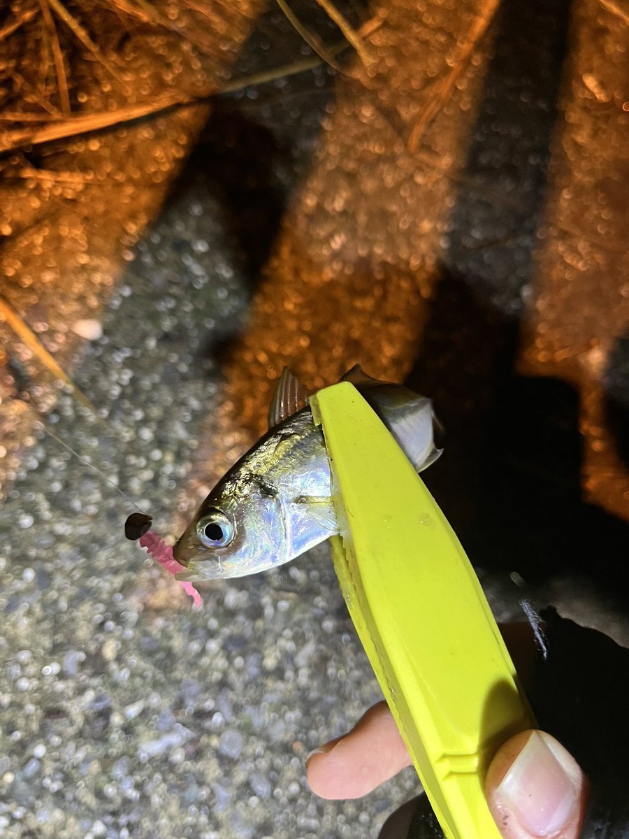 pyonpyonwt's tweet image. ハマヨコアジング
ボトムズル引き卒業！カウントダウン練習したらそこそこ釣れるようになりました！
チビバーニーが豆あじ最強かも？w
シーバス(おまけ)はアジの泳がせ。。。

#アジング