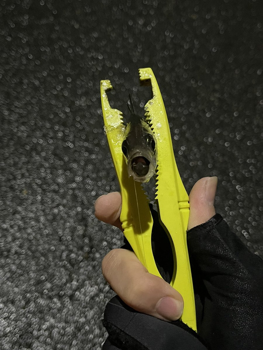 pyonpyonwt's tweet image. ハマヨコアジング
ボトムズル引き卒業！カウントダウン練習したらそこそこ釣れるようになりました！
チビバーニーが豆あじ最強かも？w
シーバス(おまけ)はアジの泳がせ。。。

#アジング