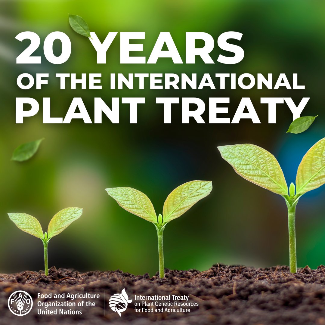 PlantTreaty (@planttreaty) on Twitter photo 20 Years of Ensuring Biodiversity: The <a href="/planttreaty/">PlantTreaty</a>'s Role in Protecting Our Planet’s Seeds.
👉🏾bit.ly/3RQW2dK (English)
👉bit.ly/4cuIfBZ (Arabic)
👉🏿bit.ly/4eO4jJu (French)
👉🏼bit.ly/3xSLpjM (Spanish)
#ItAllStartsWithTheSeed🌱
<a href="/FAOclimate/">FAO Climate Change & Biodiversity</a> 20 Years of Ensuring Biodiversity: The <a href="/planttreaty/">PlantTreaty</a>'s Role in Protecting Our Planet’s Seeds.
👉🏾bit.ly/3RQW2dK (English)
👉bit.ly/4cuIfBZ (Arabic)
👉🏿bit.ly/4eO4jJu (French)
👉🏼bit.ly/3xSLpjM (Spanish)
#ItAllStartsWithTheSeed🌱
<a href="/FAOclimate/">FAO Climate Change & Biodiversity</a>