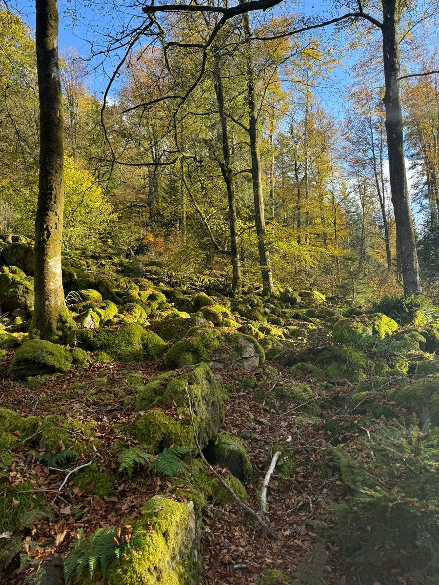 AnneCarli4's tweet photo. #lavieenVosges https://t.co/taz0Goe7Zc