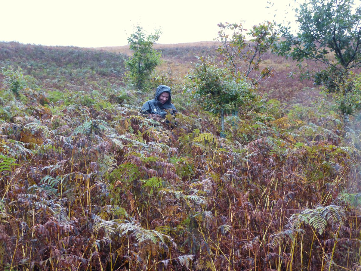 Restoring Hardknott Forest tweet media