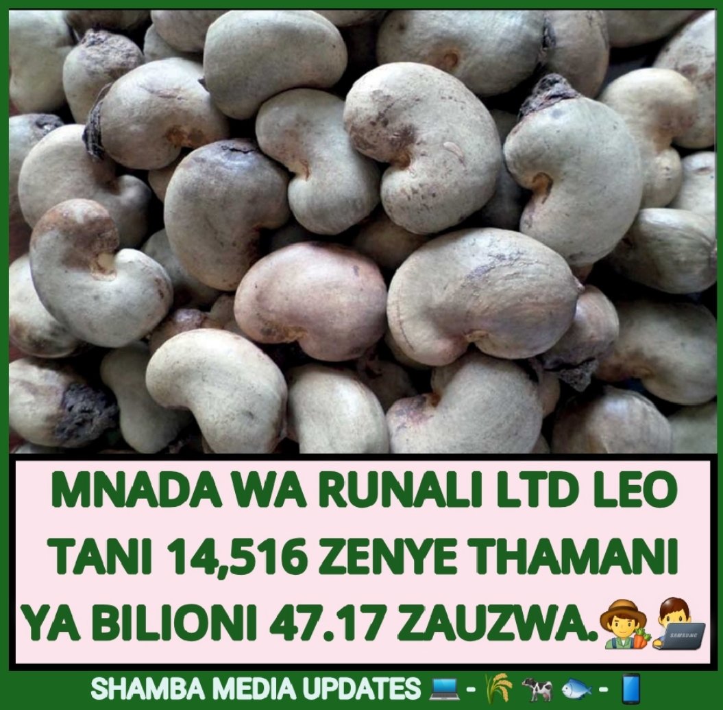 shambamedia's tweet photo. 📄📈 Ripoti ya mnada wa chama cha ushirika cha Runali Limited kinachohudumia wilaya za Ruangwa, Liwale na Nachingwea leo Oktoba 27, 2024 | Kilo 14,516,790 zenye thamani ya shilingi 47,179,567,500 zimeuzwa. 
---
Bei ya mauzo ni shilingi 3,110 hadi 3,390 kwa kilo. #KOROSHO https://t.co/3SQZfjL4RX