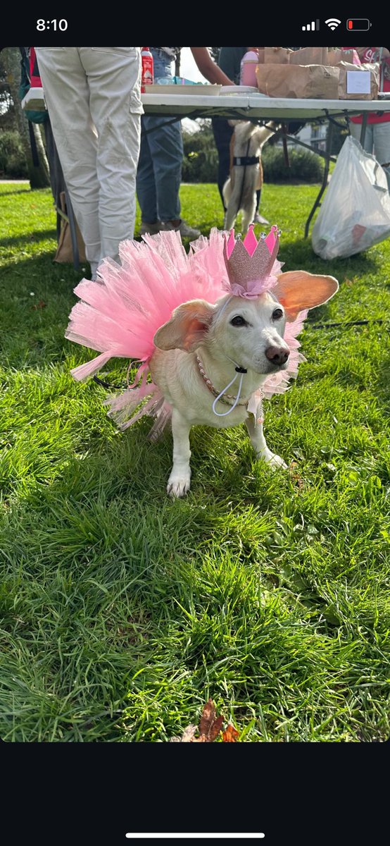 Poppy had a costume party yesterday with her dog friends for her very first Gotcha Day 💖