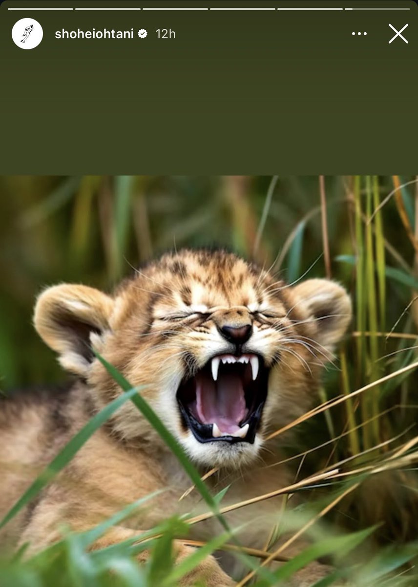 Shohei Ohtani’s Instagram stories after Yoshinobu Yamamoto’s insane World Series debut.

Safe to say he’s proud of his longtime friend 🔥