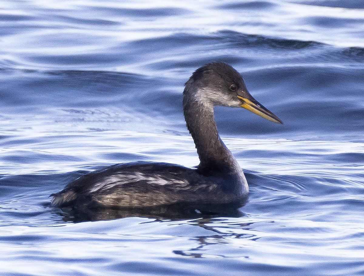 Holboell's Red-necked Grebe  (probable )in Portland harbour off Portland castle this morning.