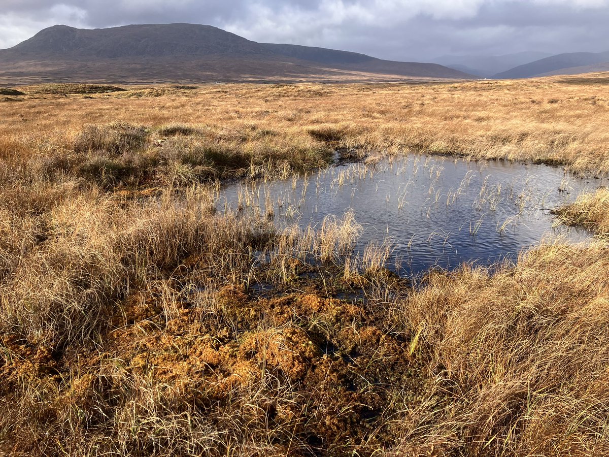Of course, being on peatlands I’ve always got an eye out for nice Sphagna so I was delighted to find quite a decent population of Sphagnum pulchrum! One of our most stunning Sphagnum mosses &amp; an indicator of a reasonably good bit of bog but can cling on in suboptimal conditions.