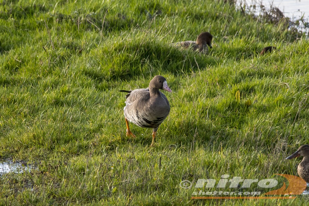 IvanS (@nitroshutter) on Twitter photo cattle egret, snipe, spoonbill and white fronted goose from today <a href="/slimbridge_wild/">Slimbridge Sightings</a> <a href="/WWTSlimbridge/">WWT Slimbridge</a> <a href="/GlosterBirder/">Mike King🦉🐺</a> <a href="/GlosBirds/">Glos Bird News</a> <a href="/Britnatureguide/">The British Nature Guide</a> #BirdsSeenIn2024 cattle egret, snipe, spoonbill and white fronted goose from today <a href="/slimbridge_wild/">Slimbridge Sightings</a> <a href="/WWTSlimbridge/">WWT Slimbridge</a> <a href="/GlosterBirder/">Mike King🦉🐺</a> <a href="/GlosBirds/">Glos Bird News</a> <a href="/Britnatureguide/">The British Nature Guide</a> #BirdsSeenIn2024
