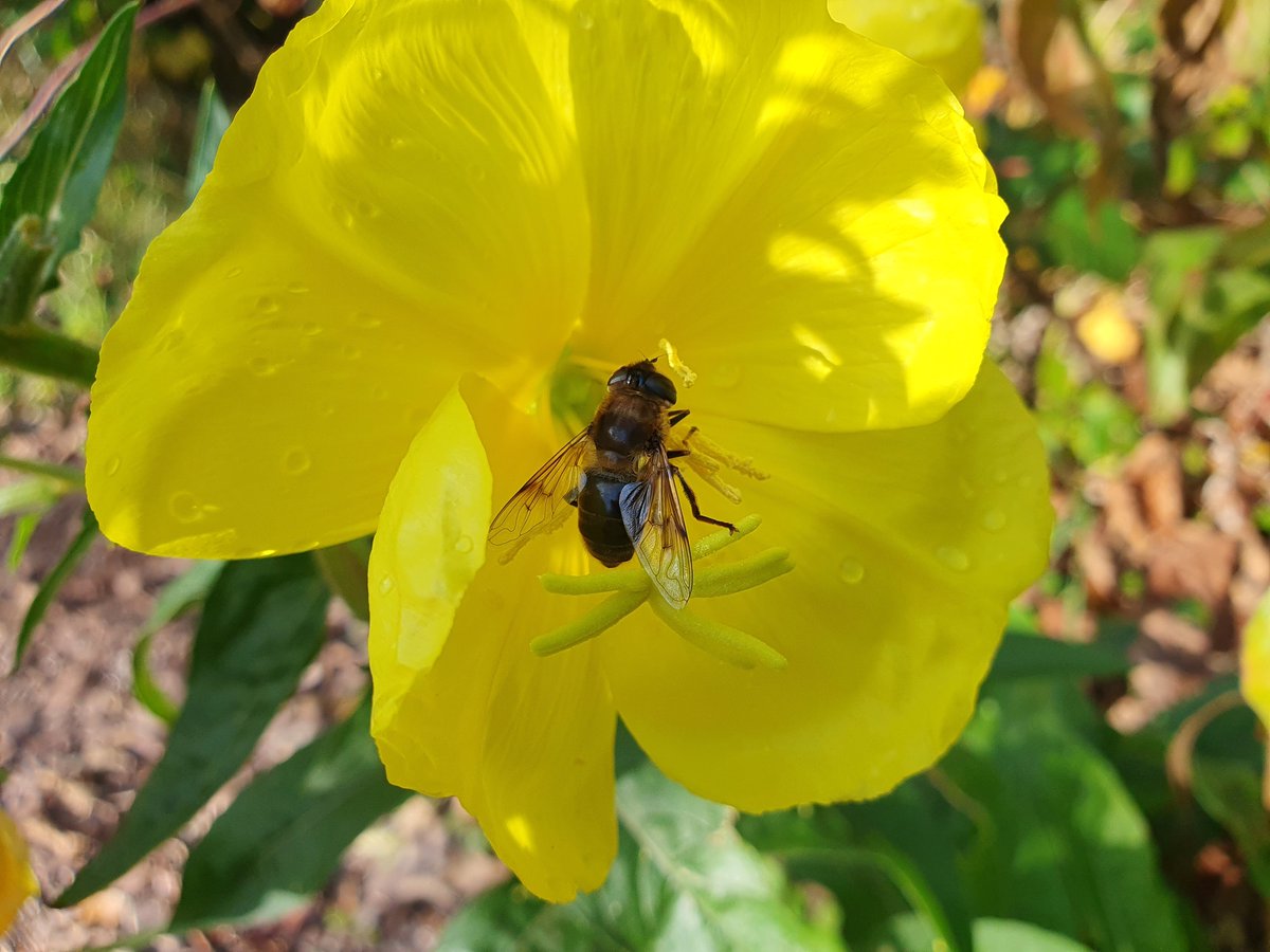 Jacquelyn Allen-Collinson 🏞️🌼🇪🇺🎸 tweet media