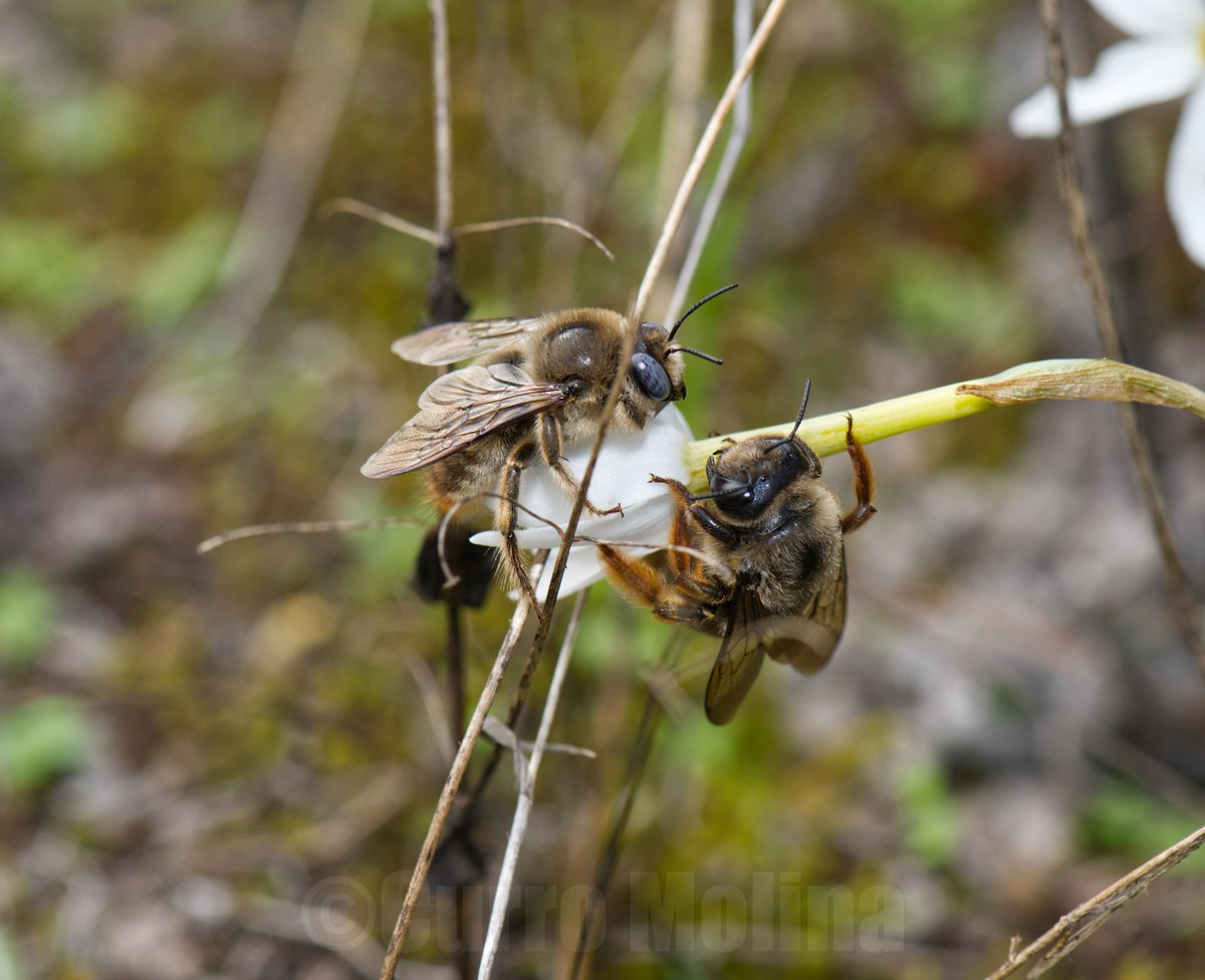 AbejasSilvestres (@abeja_silvestre) on Twitter photo Hembra y macho de Xylocopa cantabrita (Apidae) en un Narcissus serotinus (Amarilidaceae). Son las últimas de un otoño cálido en Doñana, no tendrá muchos recursos, pero seguro que conseguirá dejar descendencia.
<a href="/ebdonana/">Estación Biológica de Doñana - CSIC</a> <a href="/VentanaVAND/">Ventana Visitante</a>
Pinares de Puebla (Sevilla)
26/10/2024 Hembra y macho de Xylocopa cantabrita (Apidae) en un Narcissus serotinus (Amarilidaceae). Son las últimas de un otoño cálido en Doñana, no tendrá muchos recursos, pero seguro que conseguirá dejar descendencia.
<a href="/ebdonana/">Estación Biológica de Doñana - CSIC</a> <a href="/VentanaVAND/">Ventana Visitante</a>
Pinares de Puebla (Sevilla)
26/10/2024