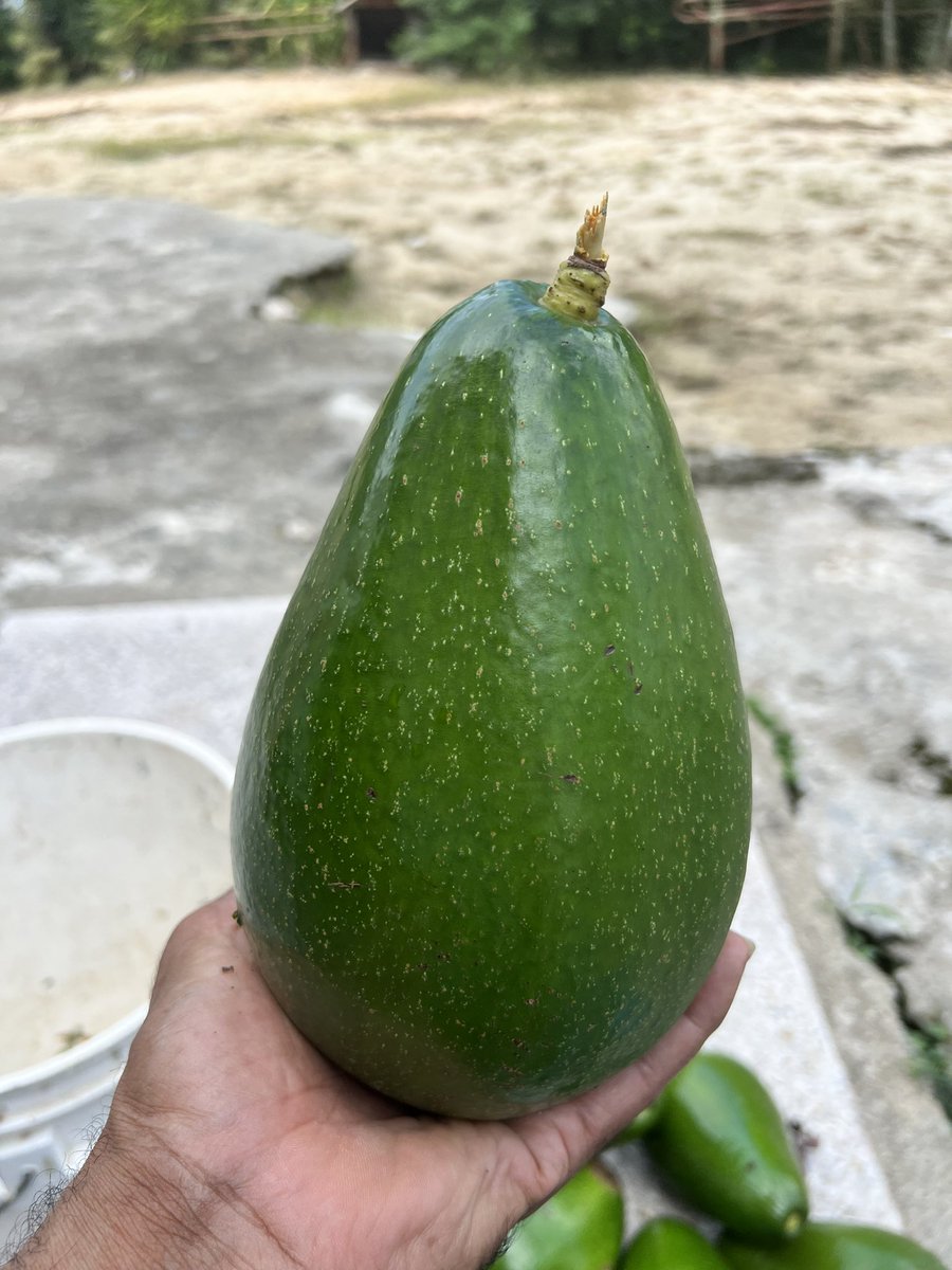 Con un aguacate de casi 3 libras