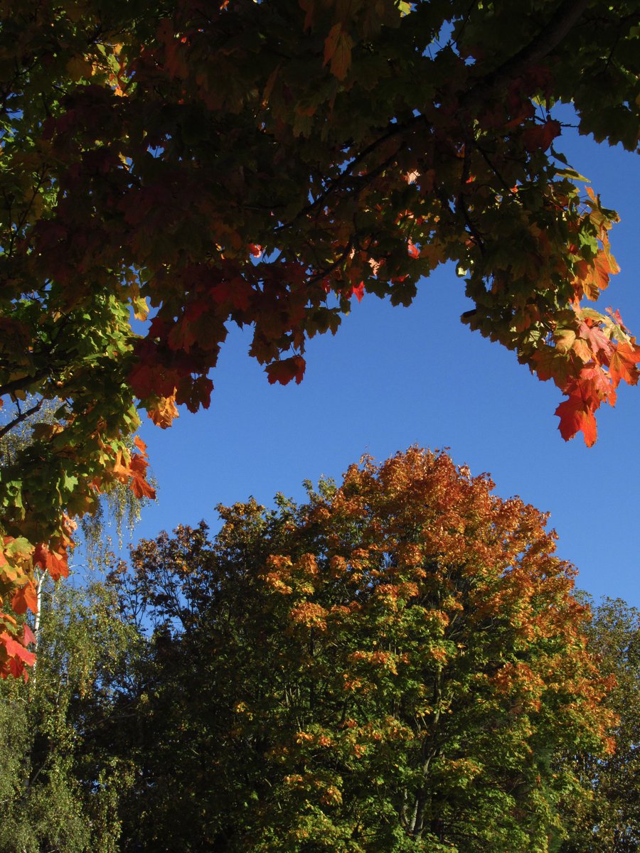 ametoilee's tweet photo. fall trees https://t.co/iLtPQkpN9K
