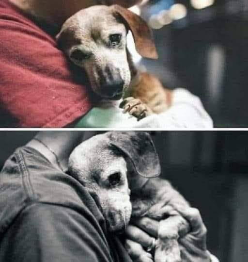 “She was 18. Her people, who loved her whole life, took her, a vaccination booklet, a leash, a collar and her belongings and took her to the Baldwin Park shelter.

They said they were tired of fighting with an older dog, signed papers and left, without even looking at her.

When