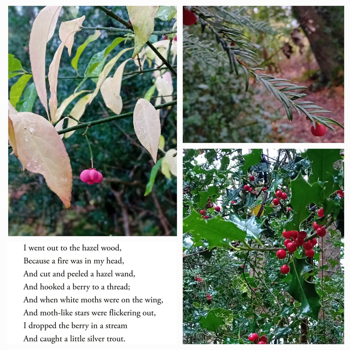 Trout fodder for Wandering Aengus? Fruiting trees native to wooded lakeshore at #Hazelwood, Sligo: Yew (Taxus baccata)-Druidic symbol of immortality; fairytale Spindle (Euonymus europaeus); Holly (Ilex aquifolium), pagan King of the winter forest #wildflowerhour #WBYeats #fruits
