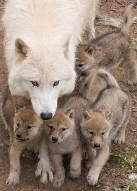 Wolf lovers world tweet media