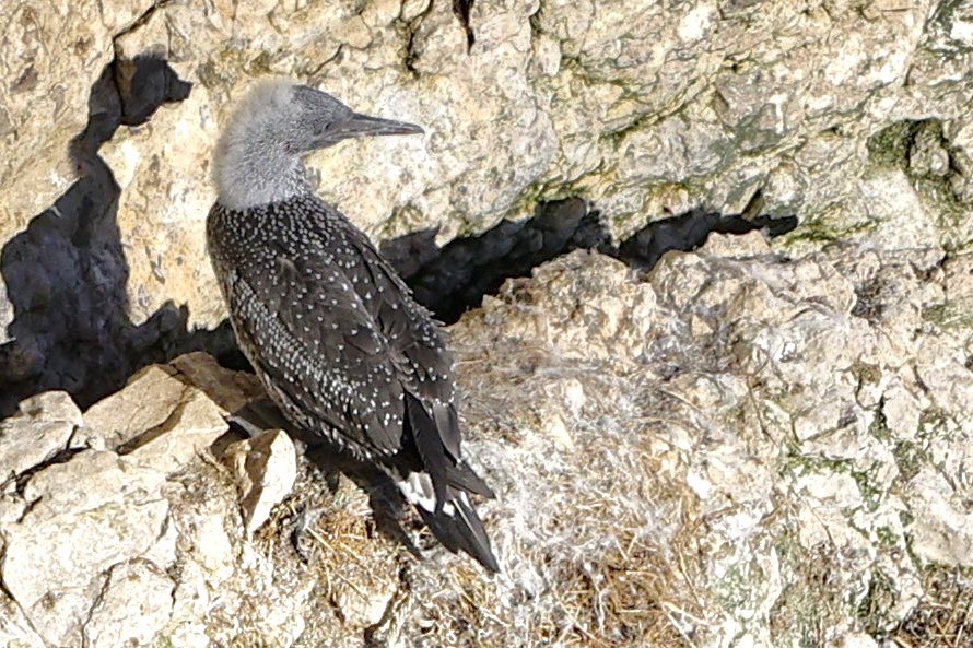 ScratchTrev's tweet image. This young Gannet (guga) will likely leave Bempton early Nov! Latest ones include 05 &amp;amp; 15 Nov. Fifty-nine Whoopers passed in-off over cliffs, some giving great close views! 150+ yesterday. The Bluetail for its 12th day continues to please many visitors.