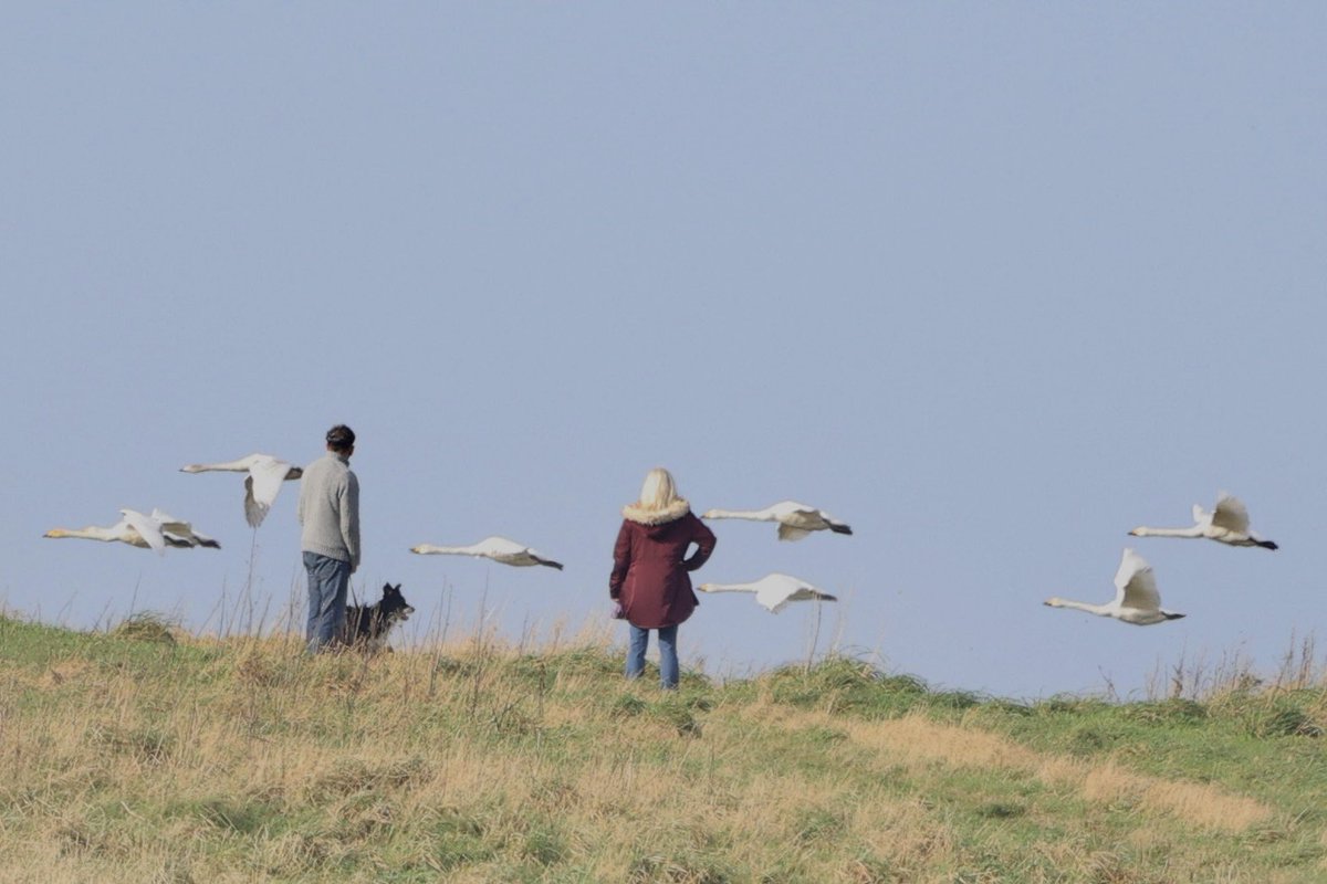 ScratchTrev's tweet image. This young Gannet (guga) will likely leave Bempton early Nov! Latest ones include 05 &amp;amp; 15 Nov. Fifty-nine Whoopers passed in-off over cliffs, some giving great close views! 150+ yesterday. The Bluetail for its 12th day continues to please many visitors.