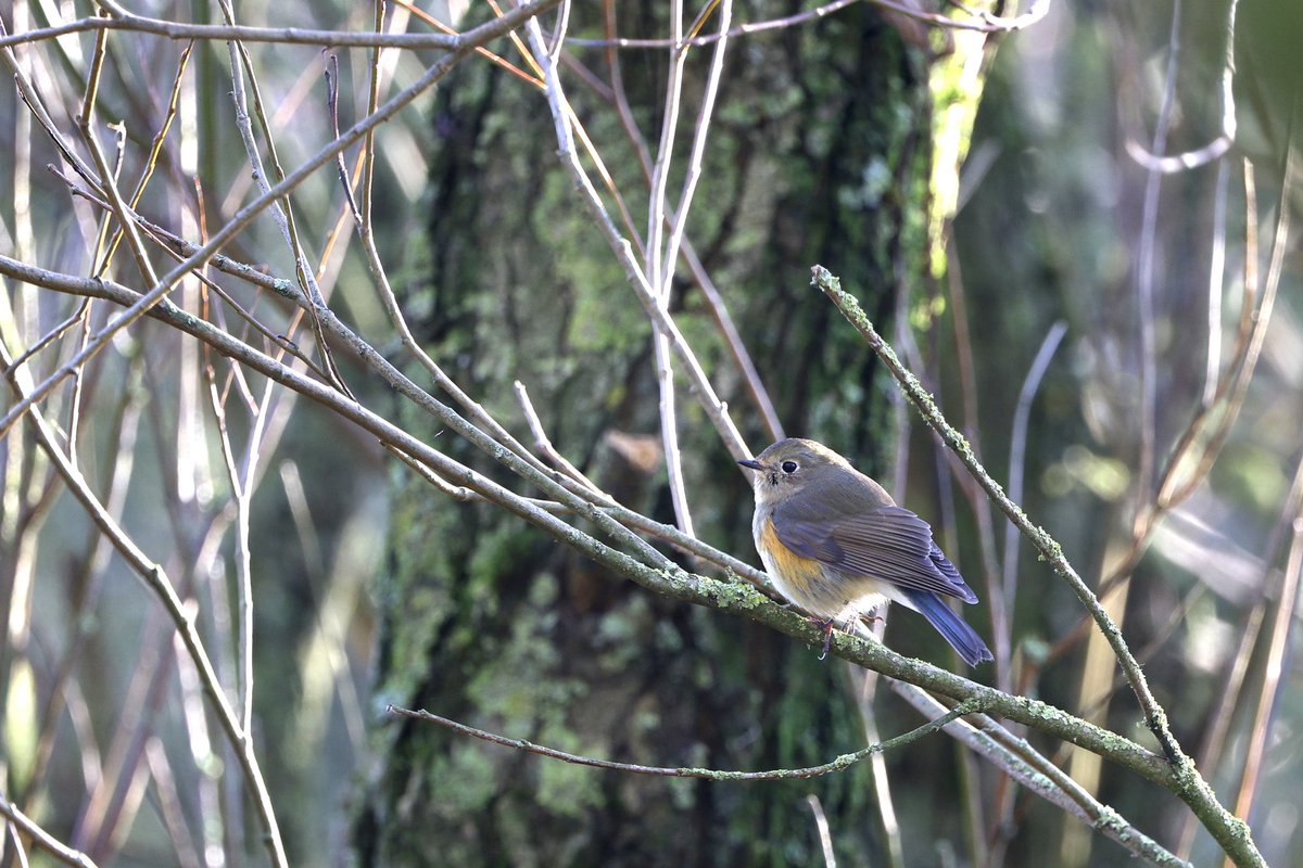 ScratchTrev's tweet image. This young Gannet (guga) will likely leave Bempton early Nov! Latest ones include 05 &amp;amp; 15 Nov. Fifty-nine Whoopers passed in-off over cliffs, some giving great close views! 150+ yesterday. The Bluetail for its 12th day continues to please many visitors.