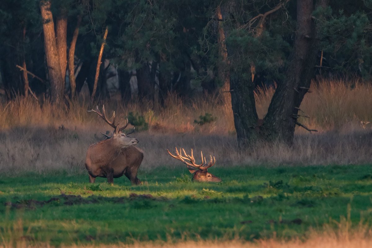 Paul Beiboer tweet media