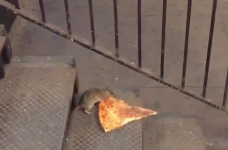 Weepinlexx's tweet photo. i wanna be a new york street rat for halloween so i can steal full slices of pizza hell yeah https://t.co/kgikm1wChK