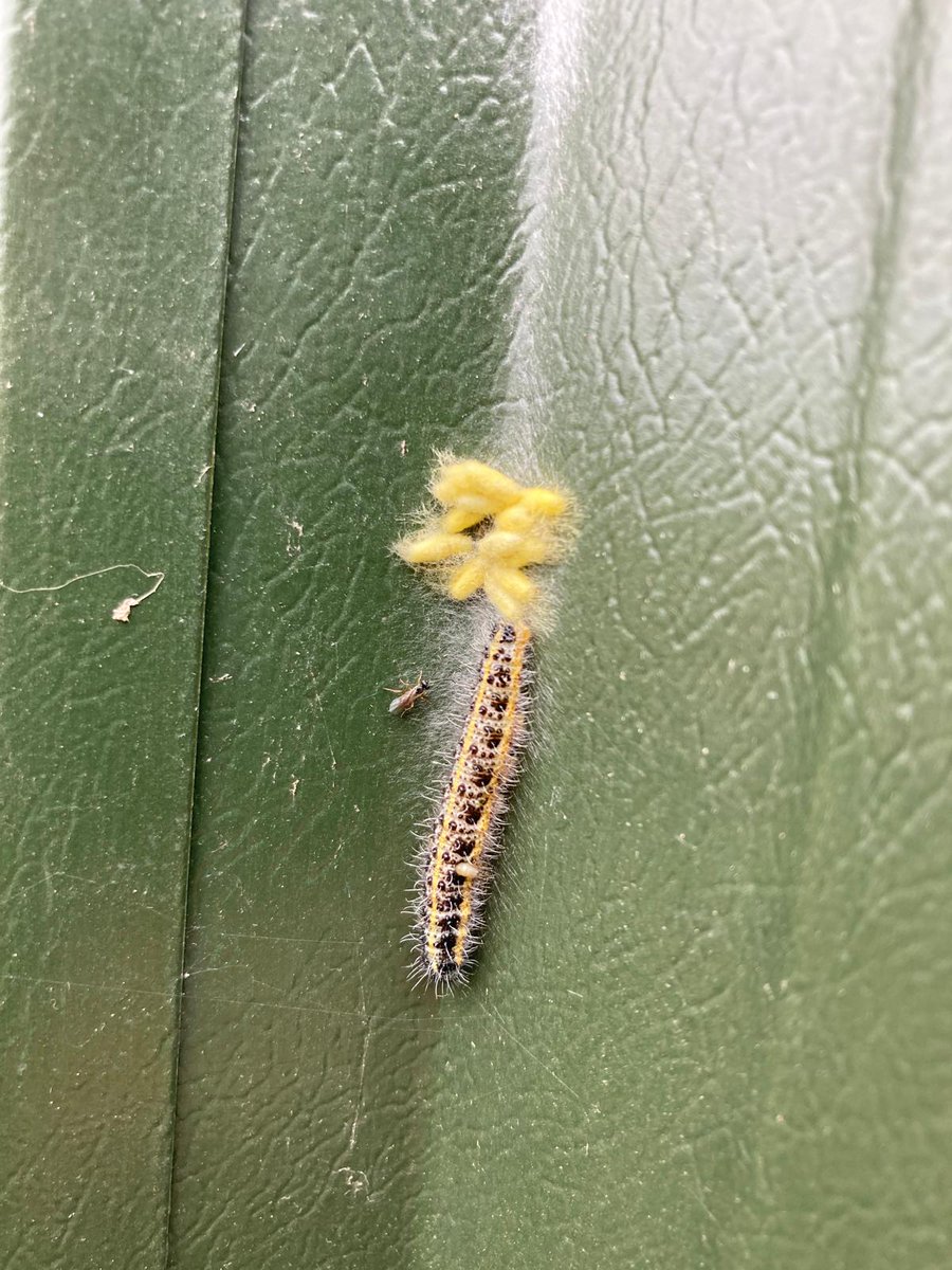 2/2 They've let things take their course and on closer inspection a lot of the butterfly pupae have parasitic wasp pupae next to them. This really is IPM in action. They are hopeful the plants will recover OK and there's many wasps onsite to deal with any more caterpillars.