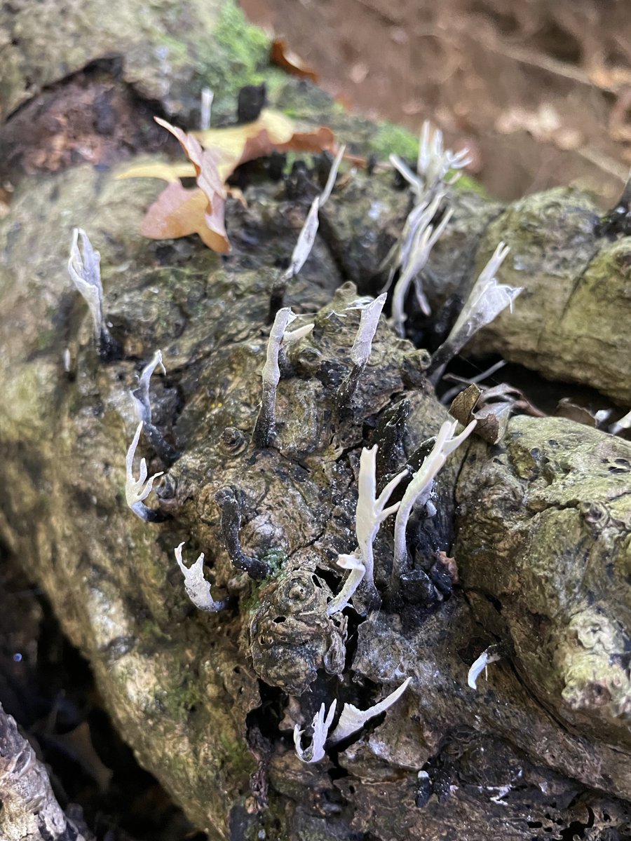 Chuffed to have spotted this Candlesnuff today in one of the old Surrey holloways. With thanks to <a href="/SussexWildlife/">Sussex Wildlife Trust 🦔</a>⁩ for their helpful fungus course!