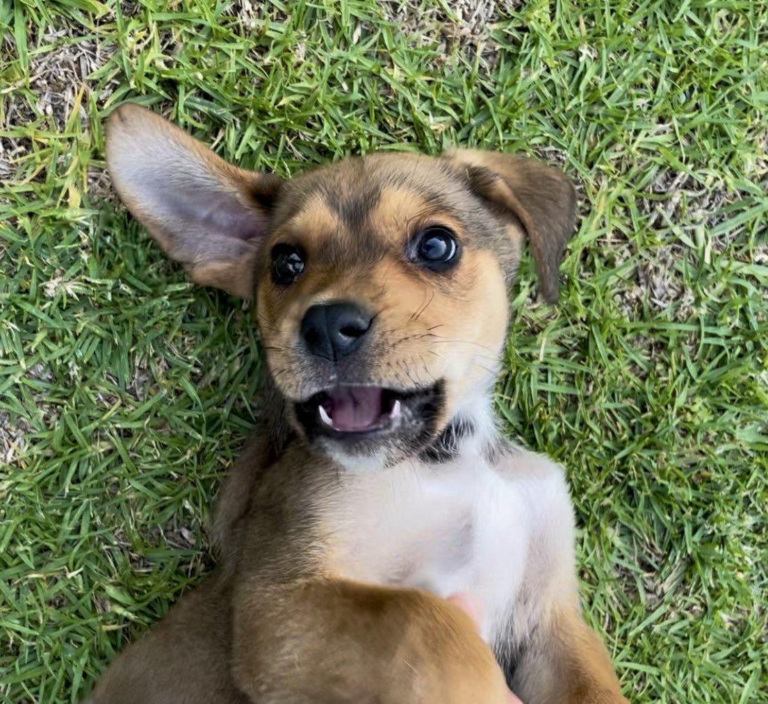 Shit. I fostered a puppy and now I love it.