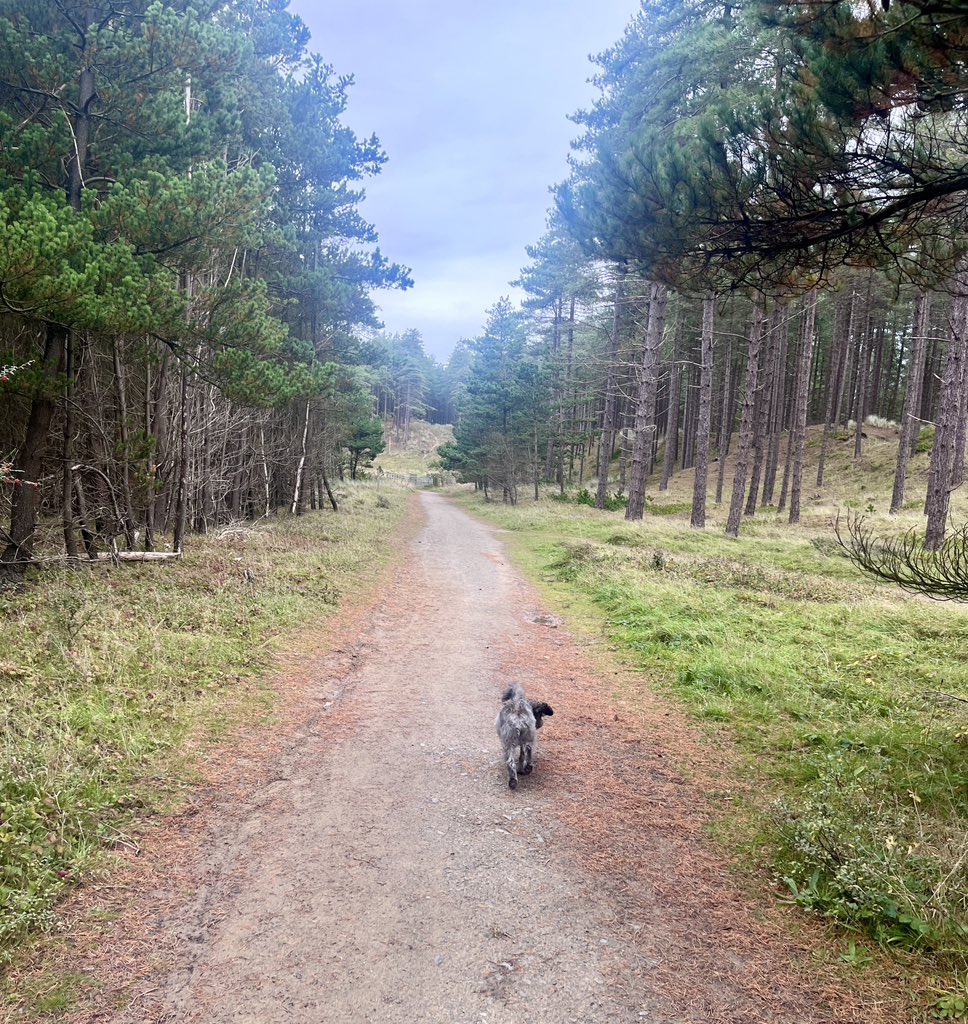 Riona12's tweet photo. Stretch of the legs this morning before a Sunday roast 😊 #anglesey #freshair #beaches #pepperchasingleaves #walks https://t.co/A9gps2JDR6