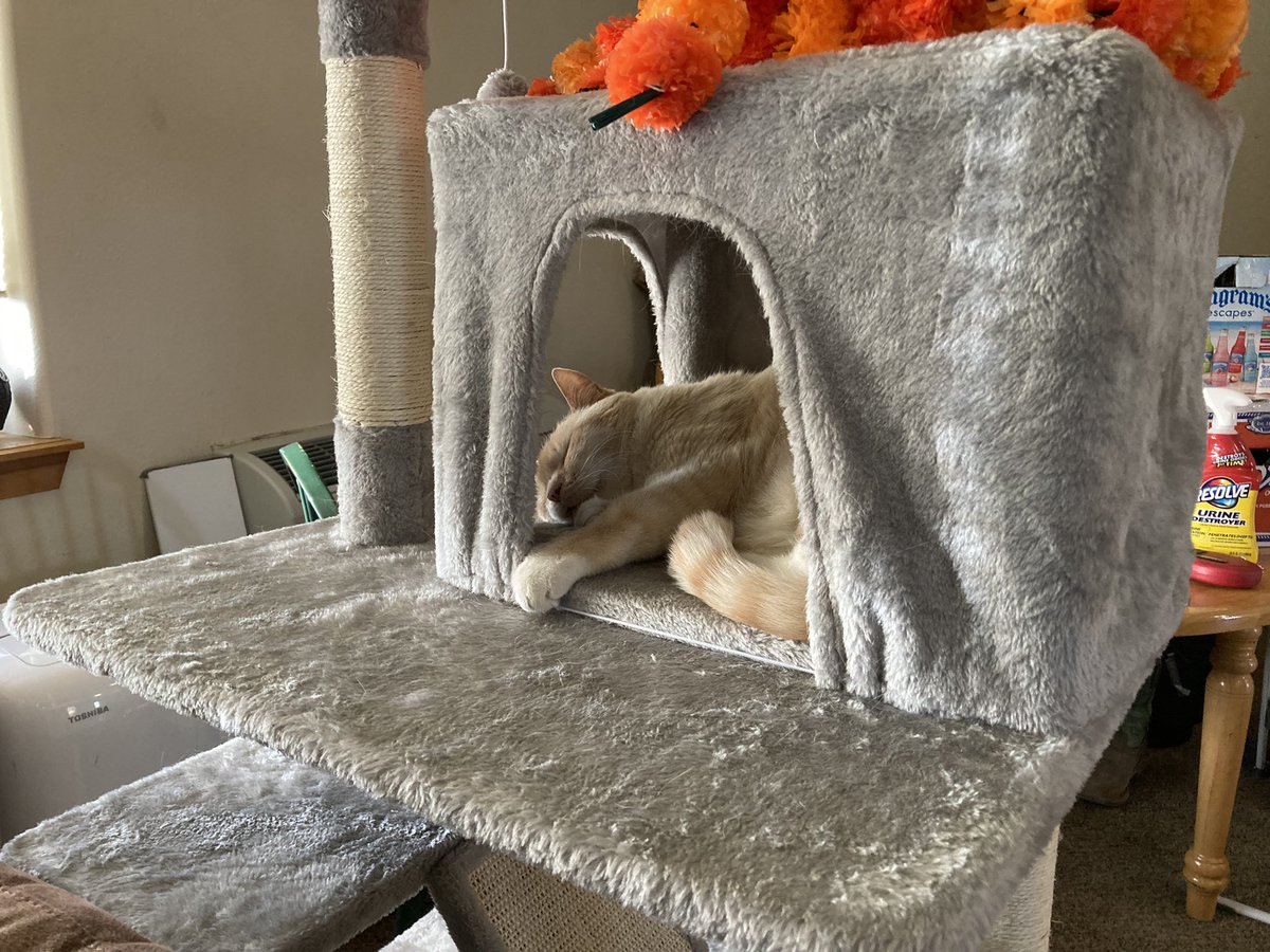 TheRealMarsGirl's tweet photo. Hey y’all! Unfortunately stream will be postponed until tomorrow. It’ll be the same time as we usually stream so I hope I can see y’all there!
Cat Tax Below! https://t.co/Vp1XIZ3Y2l