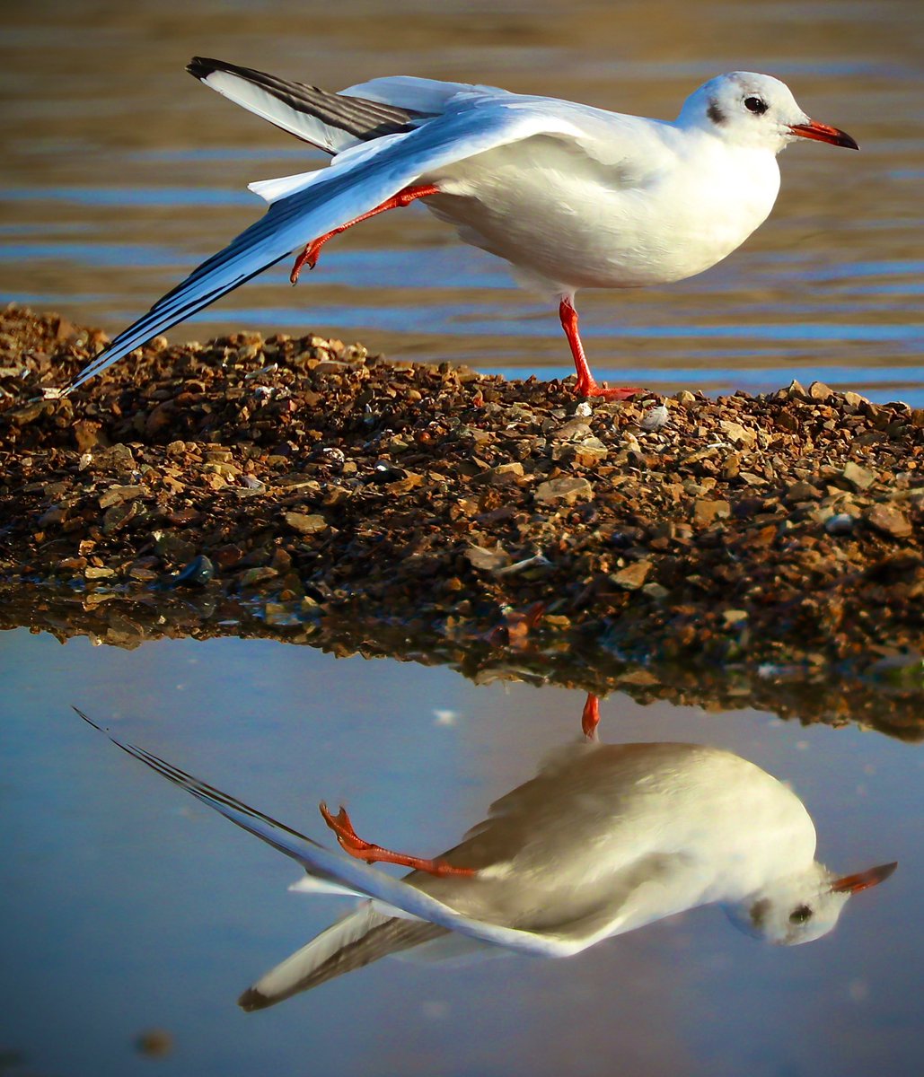 Nigel Witham tweet media