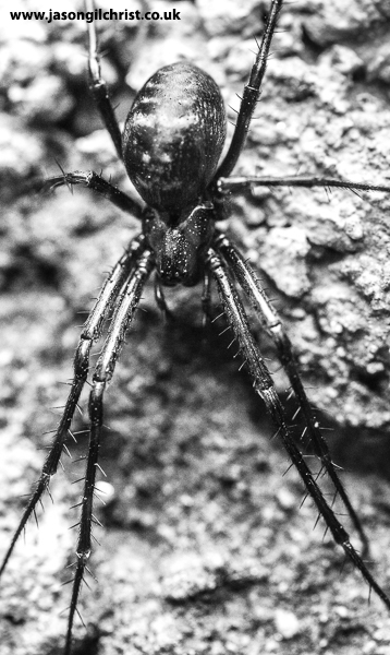 jgilchrist13's tweet photo. For the 27th day of ARACHTOBER! A month of spider (& other arachnid) appreciation! False widow spider, Meta menardi, Scotland. #FalseWidowSpider #FalseWidow #Metamenardi #spider #spiders #arachnid #Arachnida #TwitterNaturePhotography #Scotland #LoveSpiders #Arachtober https://t.co/B3vSBaRVHm