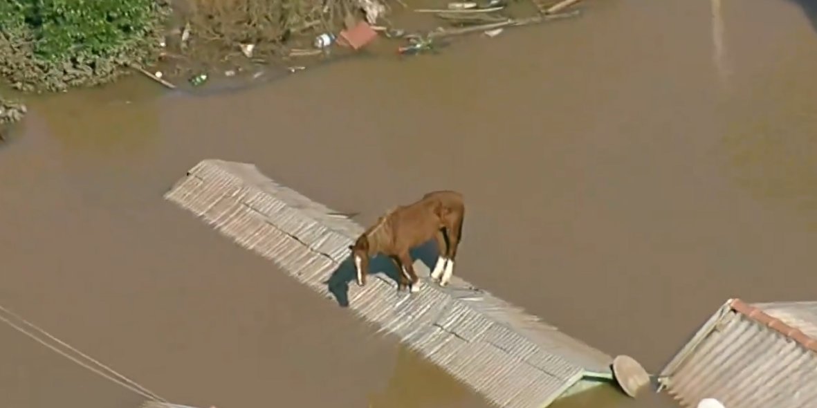 CORONEL SIQUEIRA 🇨🇱🇺🇦🇦🇷🇱🇷 tweet media