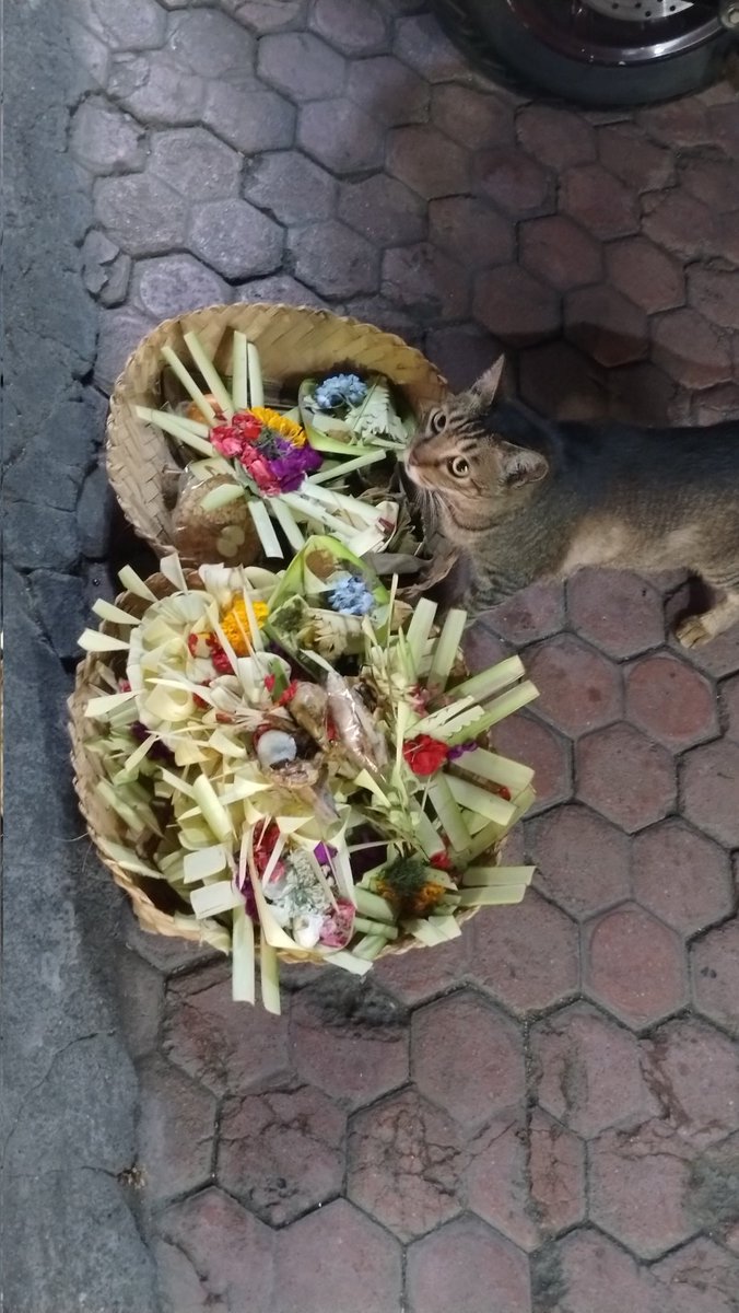 SingleMarla's tweet photo. Gestern in Bali angekommen und ich mache ständig glucksende Glücksgeräusche und denke manchmal, das muss ja nerven. Also entschuldige ich mich. 
Er: "You're allowed to be happy". https://t.co/vgzrKNg1x4