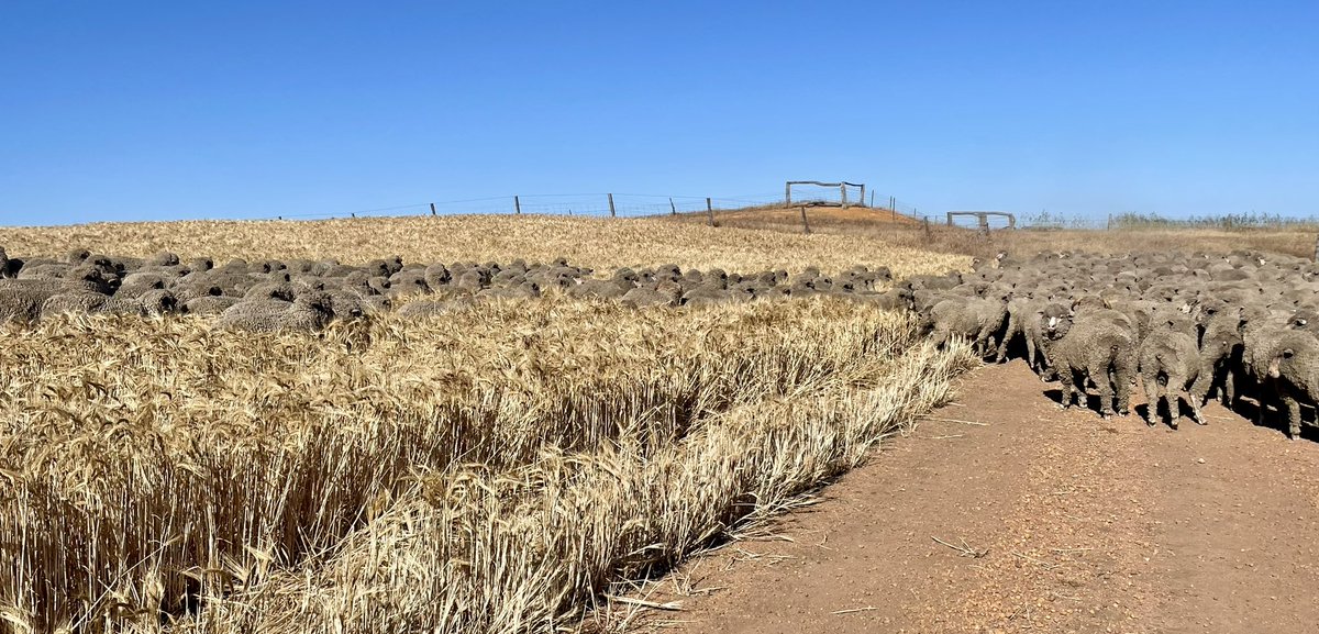 karyn buller tweet media