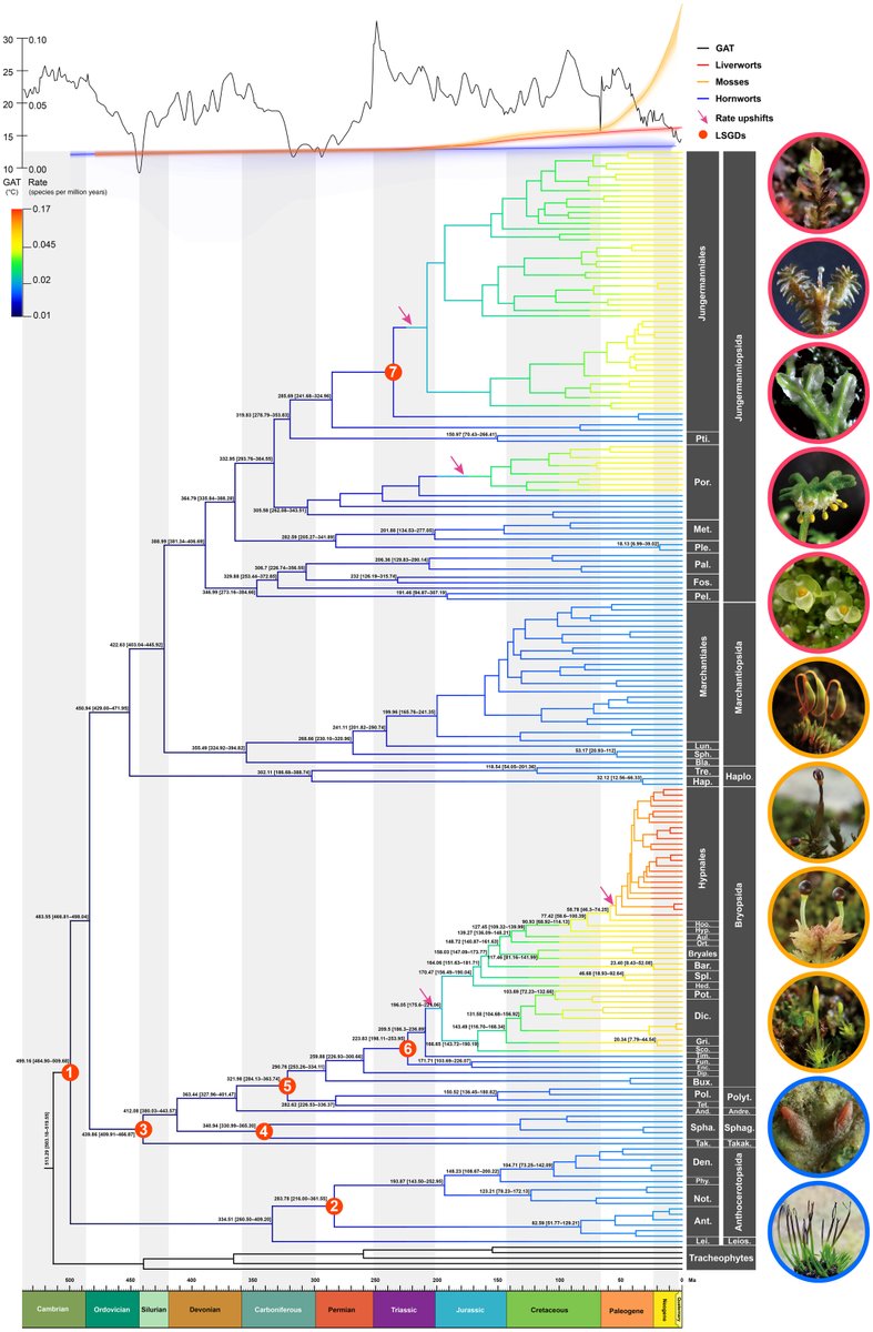 New Phytologist tweet media