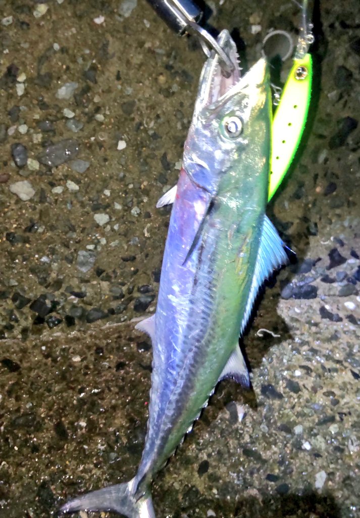 seabassangler2's tweet photo. 今日は少し流れ強く、朝マズメはセットアッパーのショートジャークが良く、バイトがなくなると少し沈めてジョルティにバイト多くなる。
#サゴシ
#釣り
#青物
#DAIWA
#セットアッパー
#チャートイワシ
#bluebule
#ジョルティ30 https://t.co/qrl0VOPs6S