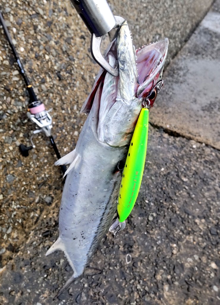 seabassangler2's tweet photo. 今日は少し流れ強く、朝マズメはセットアッパーのショートジャークが良く、バイトがなくなると少し沈めてジョルティにバイト多くなる。
#サゴシ
#釣り
#青物
#DAIWA
#セットアッパー
#チャートイワシ
#bluebule
#ジョルティ30 https://t.co/qrl0VOPs6S