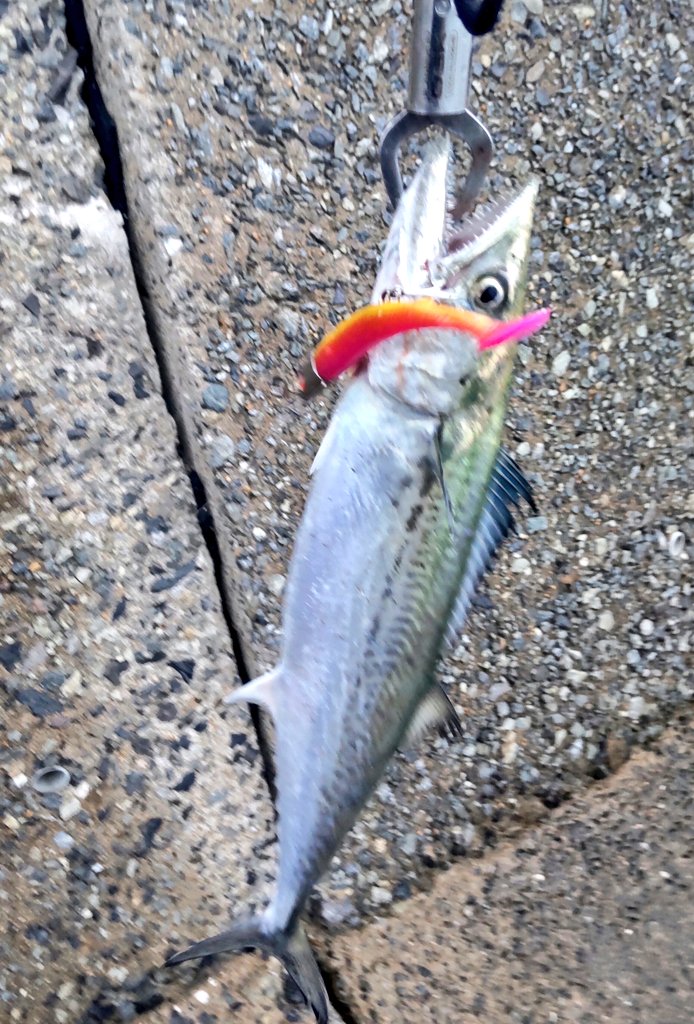 seabassangler2's tweet photo. 今日は少し流れ強く、朝マズメはセットアッパーのショートジャークが良く、バイトがなくなると少し沈めてジョルティにバイト多くなる。
#サゴシ
#釣り
#青物
#DAIWA
#セットアッパー
#チャートイワシ
#bluebule
#ジョルティ30 https://t.co/qrl0VOPs6S