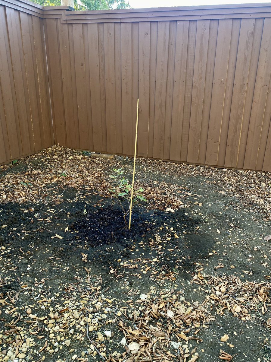emilyhmiller's tweet photo. Church, lunch, voted, then planted a tree in my backyard to mark one year of living in my house. It was a good Sunday. https://t.co/lGdWsWdnUi