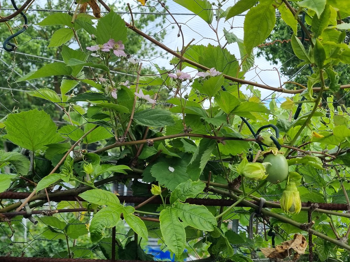 JasDrifter's tweet photo. Thornless blackberry and black passionfruit are both flowering/starting to fruit. https://t.co/J8IEIdQy87
