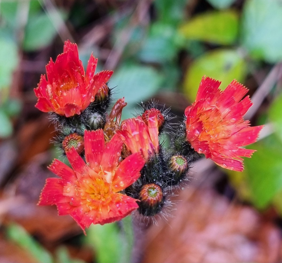 A surprising number of plants, including Fox-and-cubs, still in flower around the Knather, Co. Donegal. #wildflowerhour