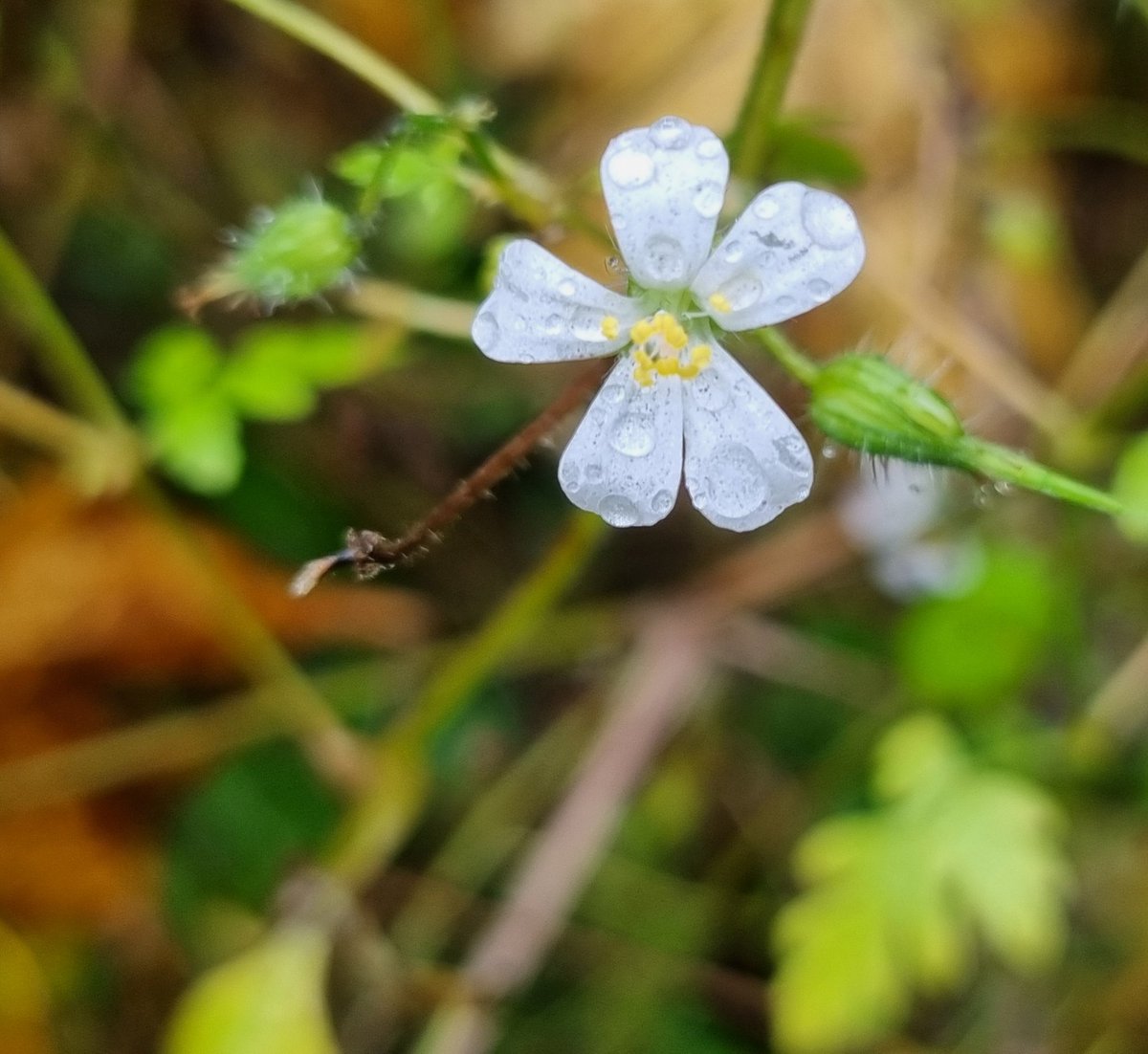 White form of Herb-Robert, Knather Woods, Ballyshannon. #wildflowerhour