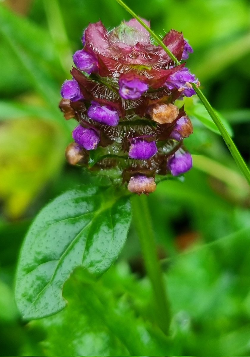 Self-heal, Knather Woods, Ballyshannon. #wildflowerhour