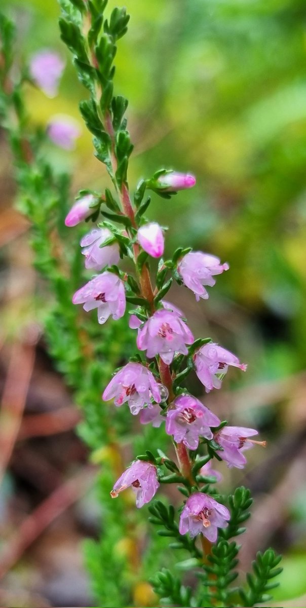 Heather, Knather Woods, Ballyshannon. #wildflowerhour