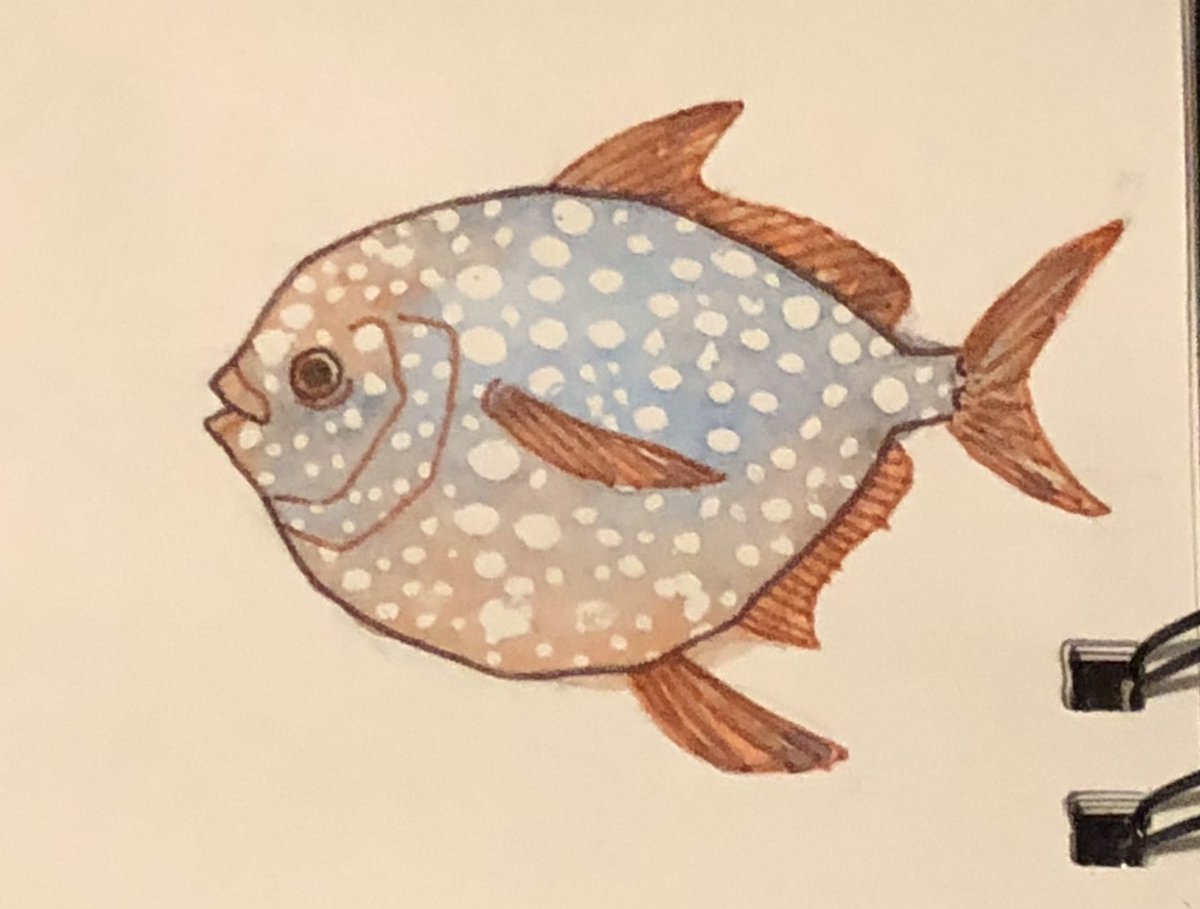 Happy anniversary #SundayFishSketch